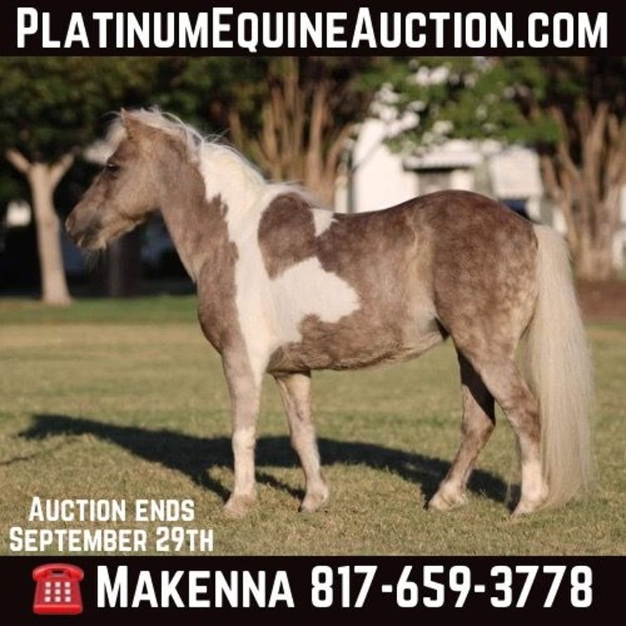 Pony of the Americas, 15yo Pony of the Americas gelding, 9hh