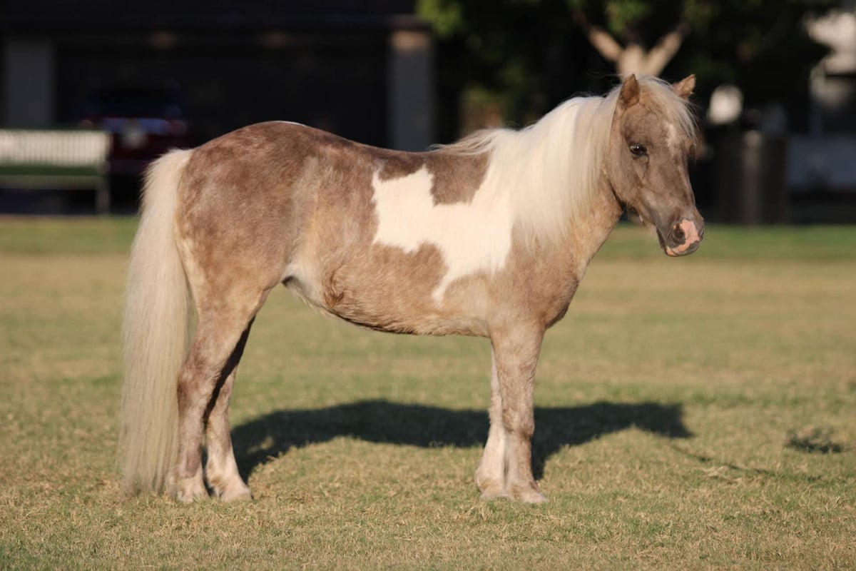 Pony of the Americas, 15yo Pony of the Americas gelding, 9hh