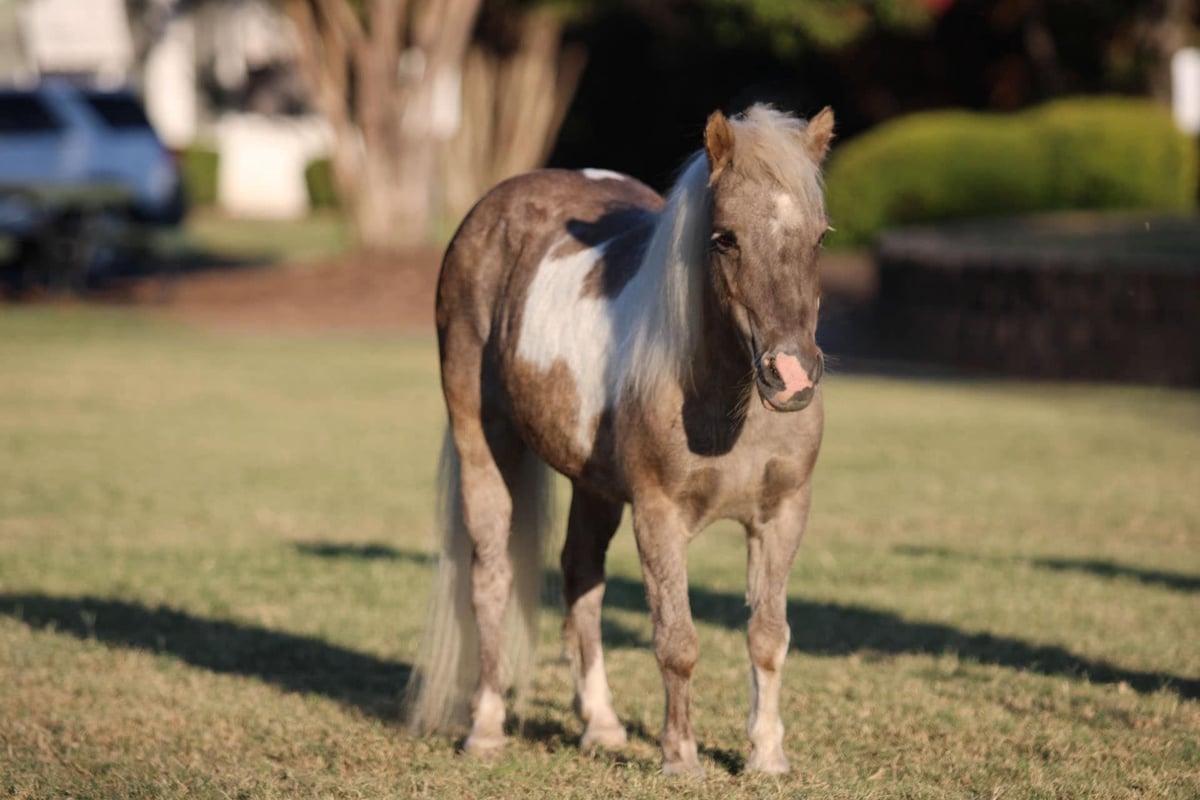 Pony of the Americas, 15yo Pony of the Americas gelding, 9hh