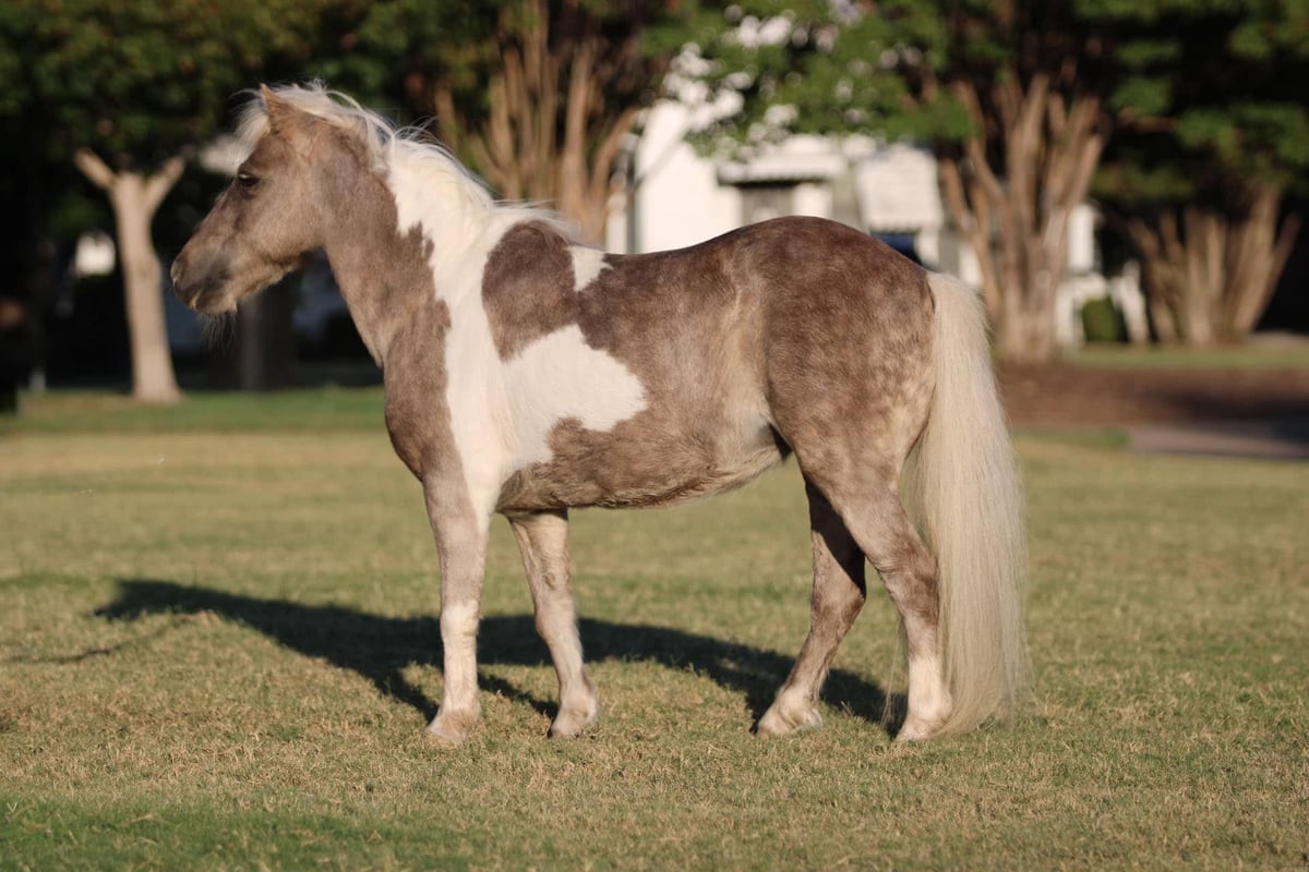 Pony of the Americas, 15yo Pony of the Americas gelding, 9hh