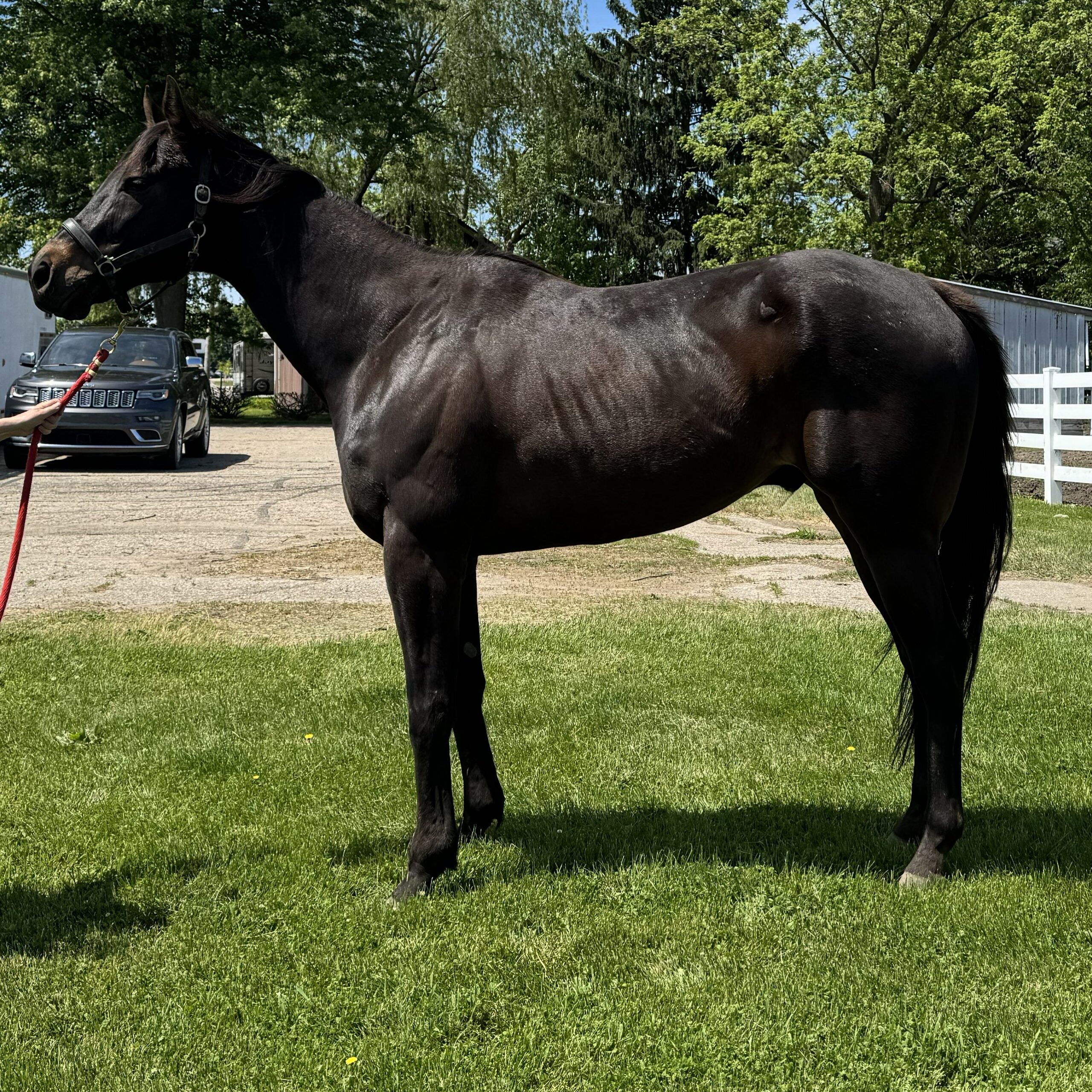 Milo, 6yo Thoroughbred gelding, 17hh