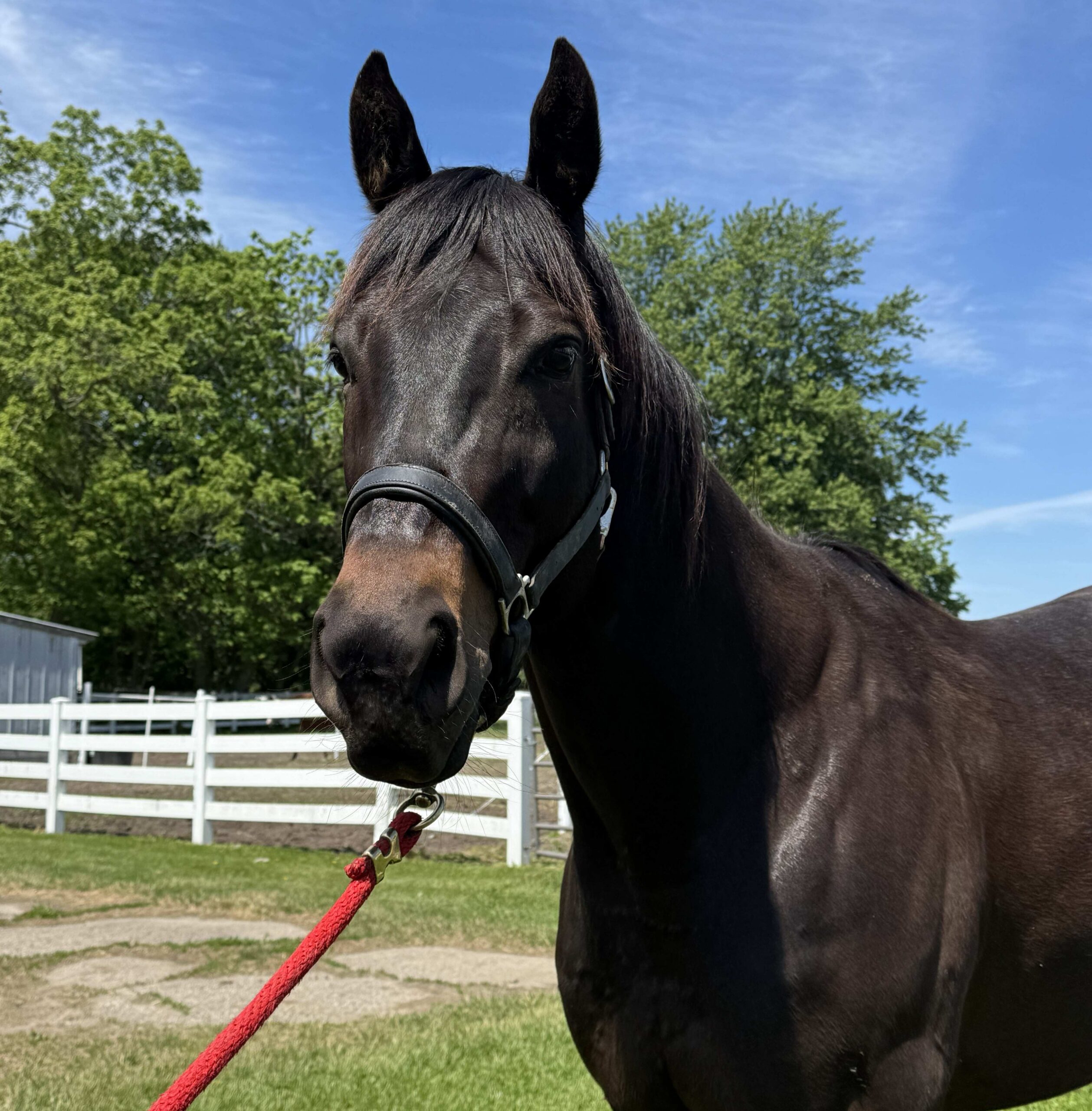 Milo, 6yo Thoroughbred gelding, 17hh