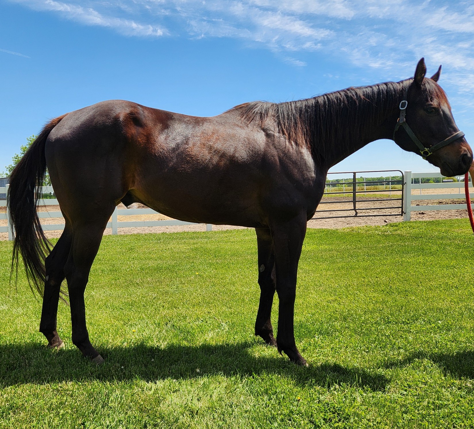 Milo, 6yo Thoroughbred gelding, 17hh