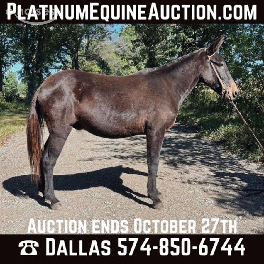 Mule, 16yo Mule gelding, 13hh