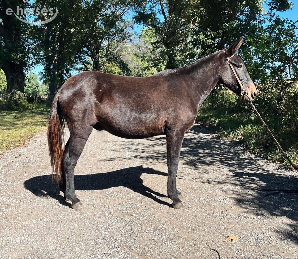 Mule, 16yo Mule gelding, 13hh