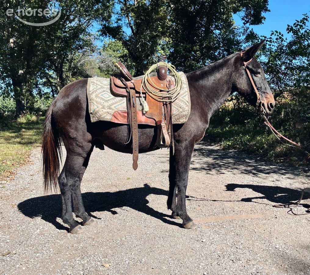 Mule, 16yo Mule gelding, 13hh