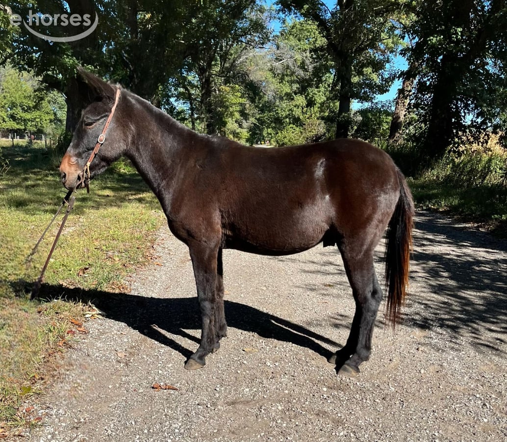 Mule, 16yo Mule gelding, 13hh