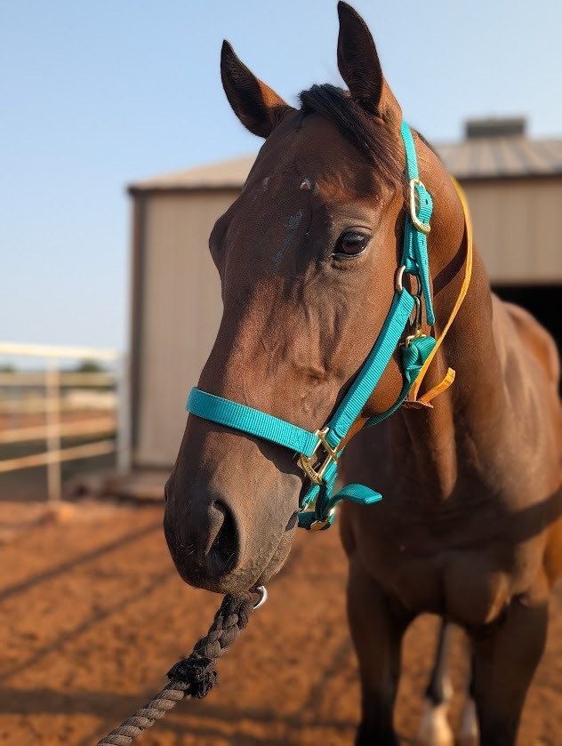 Choice Not Chance, 4yo Thoroughbred gelding, 16.0hh