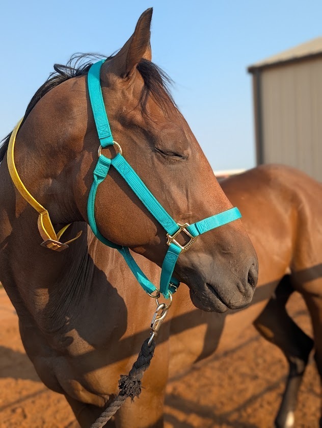 Choice Not Chance, 4yo Thoroughbred gelding, 16.0hh
