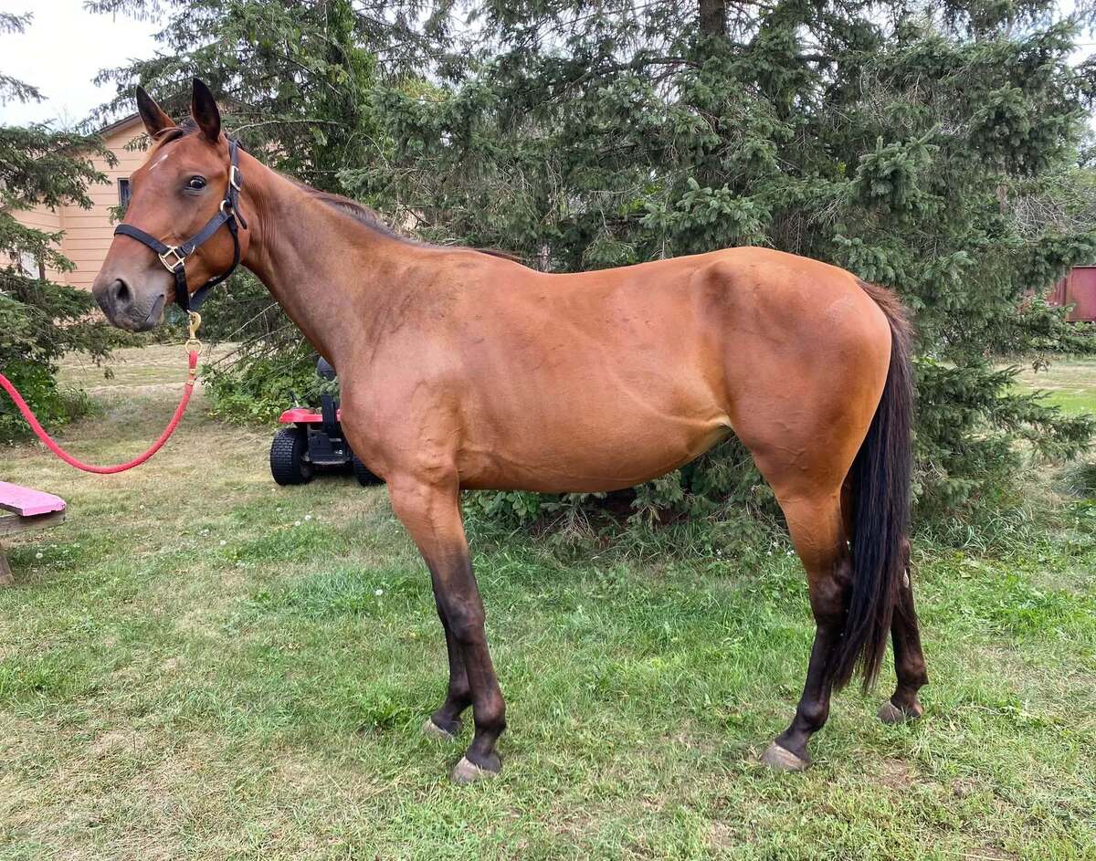Sweet Callie Cat, 3yo Standardbred mare, 15.0hh