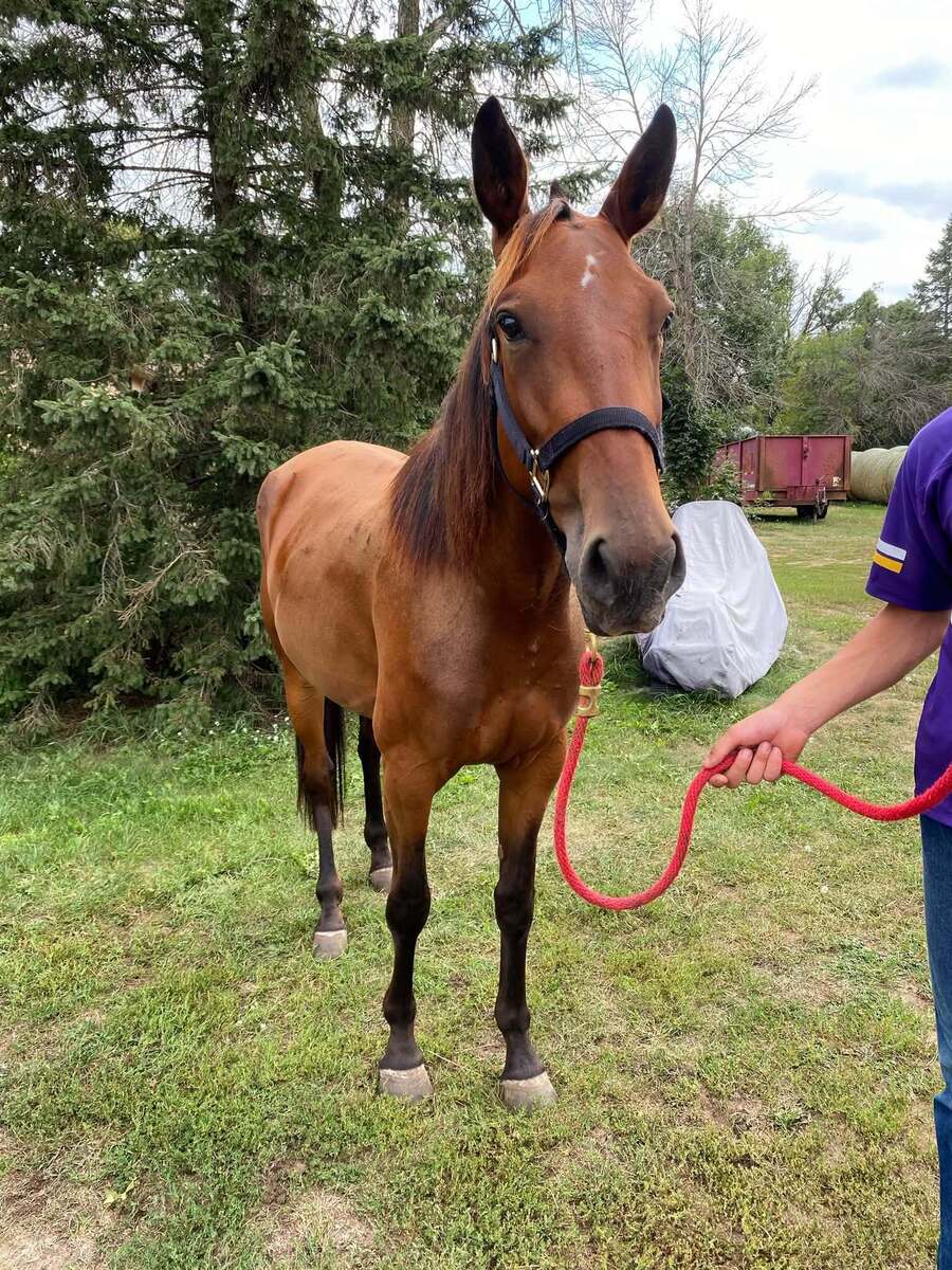 Sweet Callie Cat, 3yo Standardbred mare, 15.0hh
