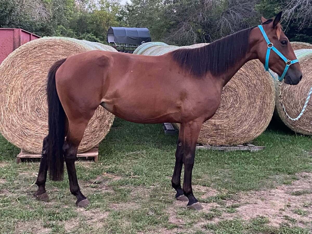 Sweet Callie Cat, 3yo Standardbred mare, 15.0hh