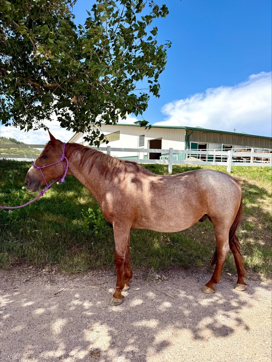 Paprika, 20yo gelding, 14.0hh