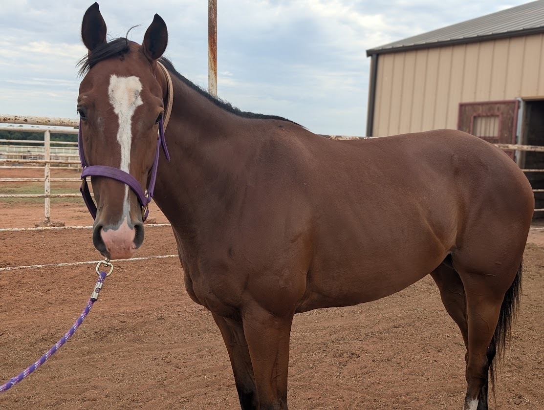 Hey, 4yo Thoroughbred gelding, 15.2hh