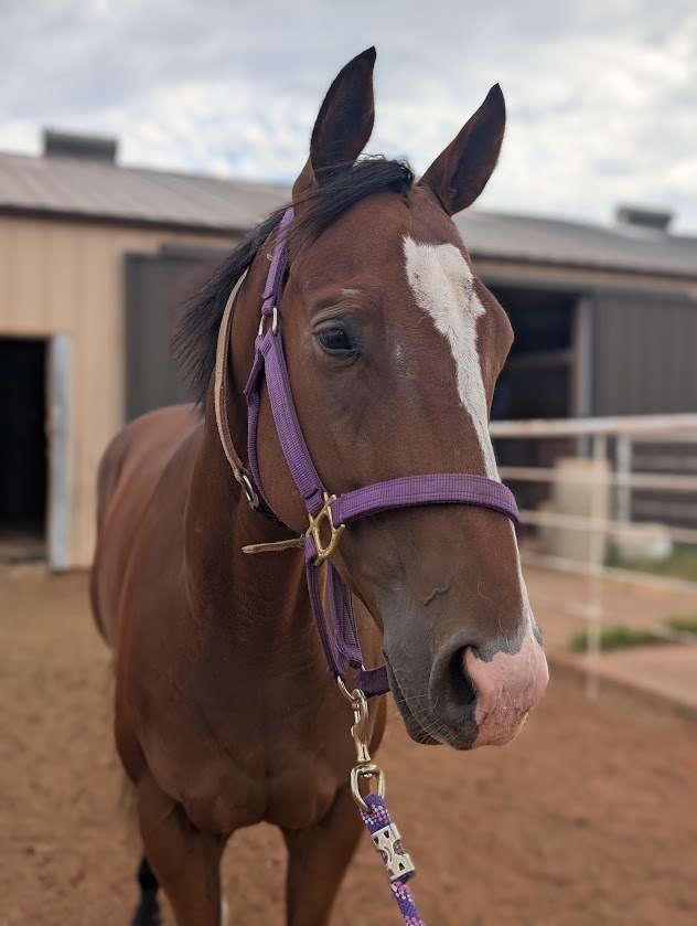 Hey, 4yo Thoroughbred gelding, 15.2hh