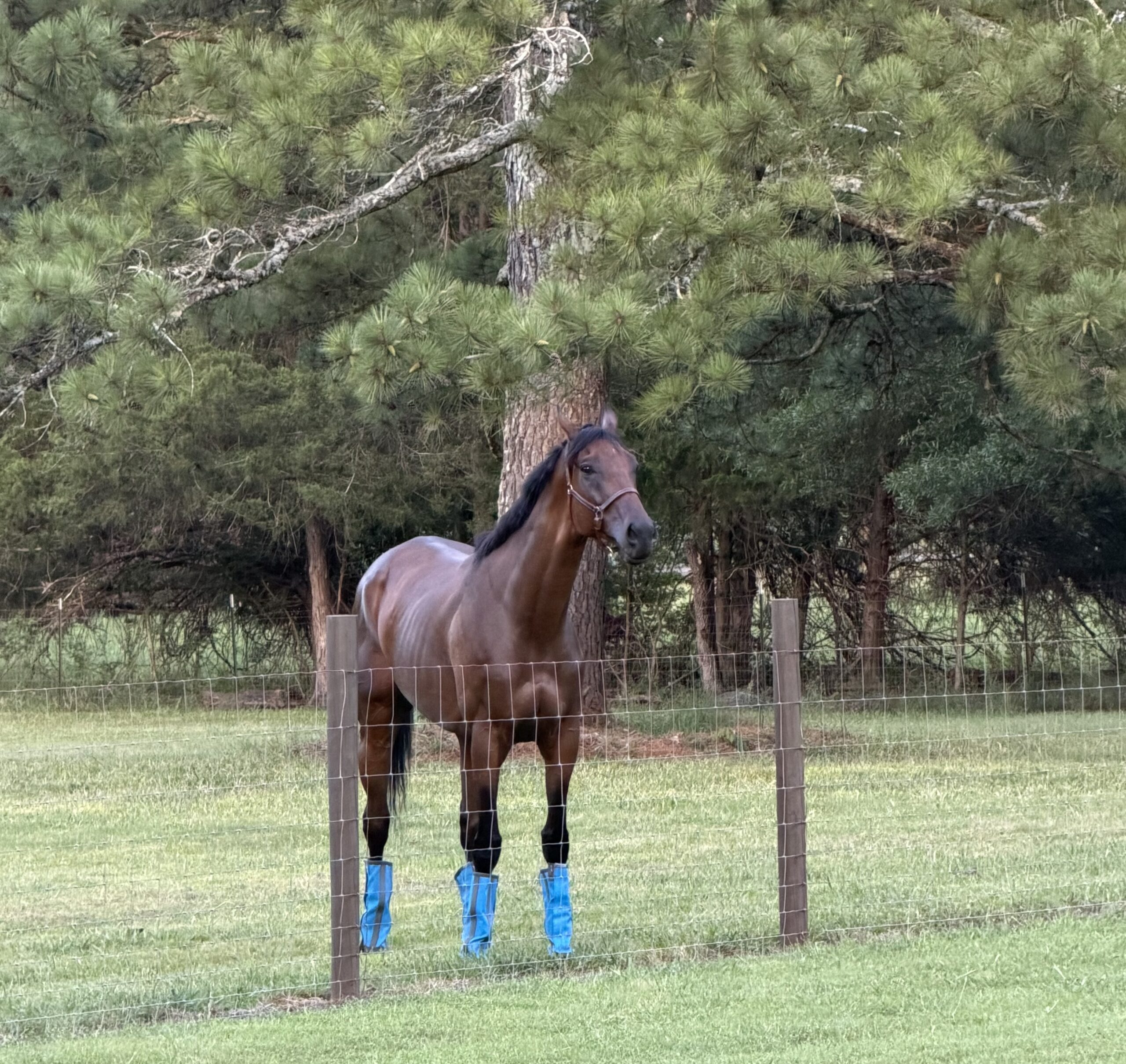 5 Yr Old Ottb Gelding, 5yo Thoroughbred gelding, 16.2hh