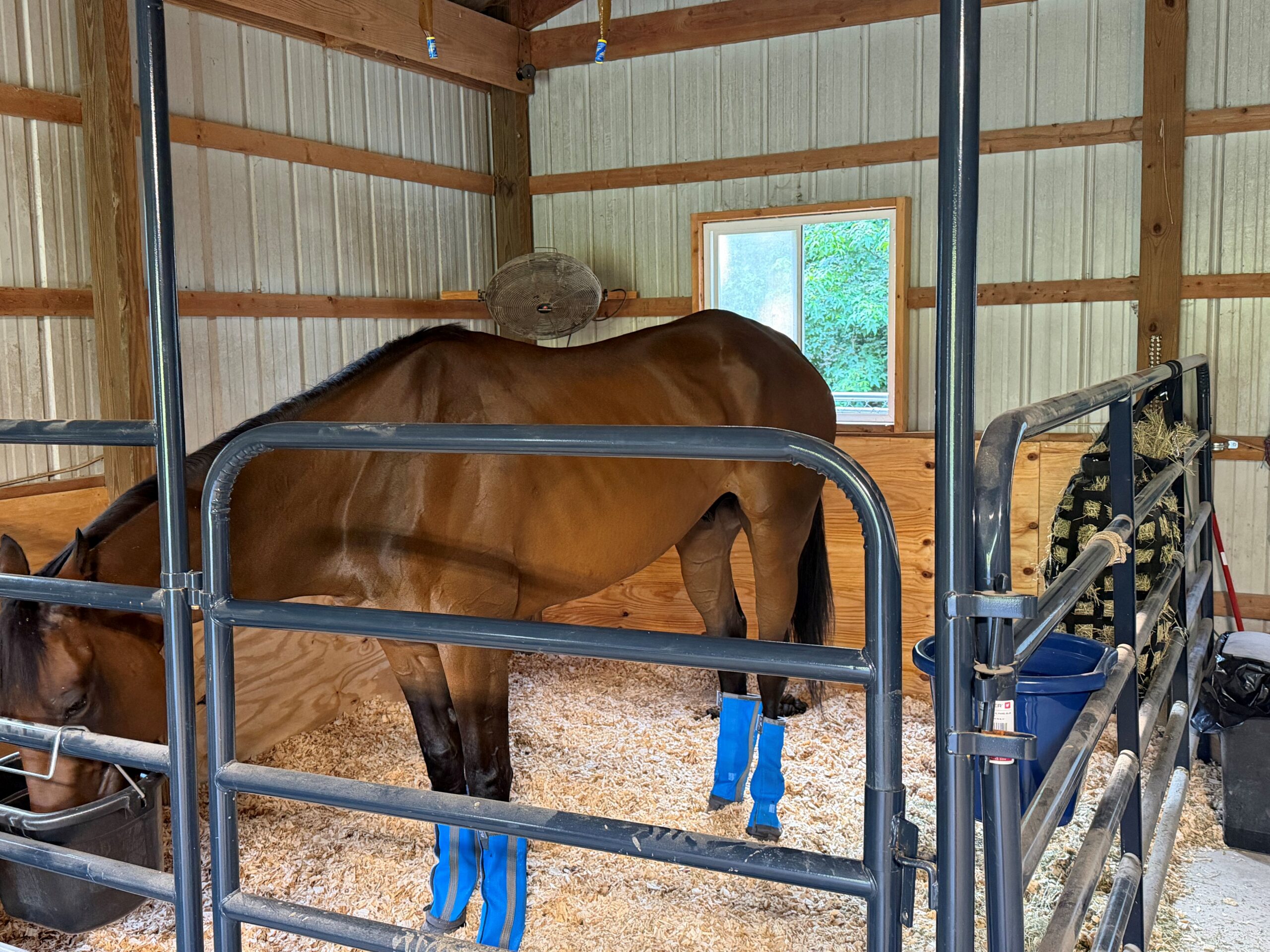 5 Yr Old Ottb Gelding, 5yo Thoroughbred gelding, 16.2hh