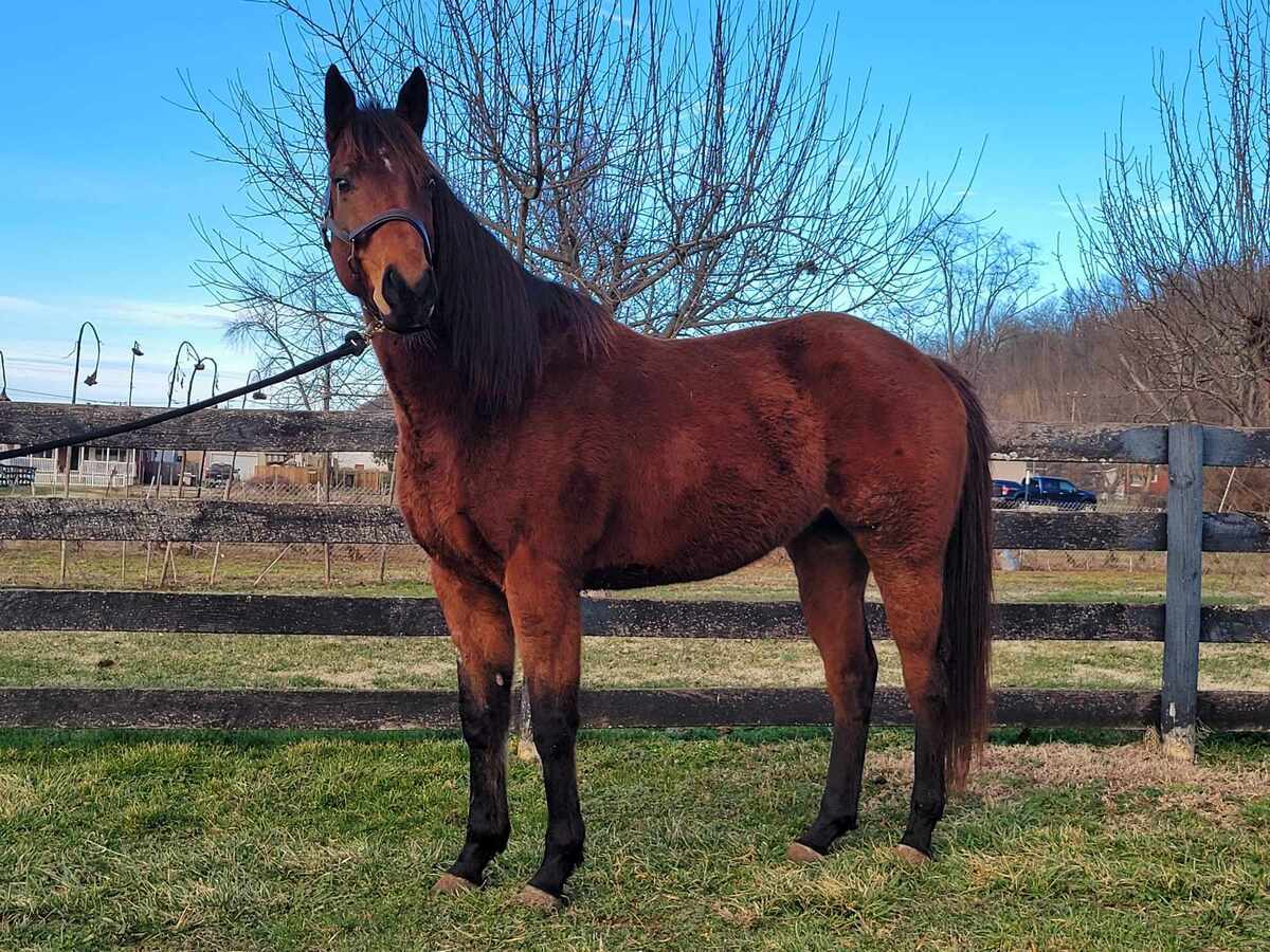 Sirus, 6yo Appendix Quarter Horse gelding, 15.0hh