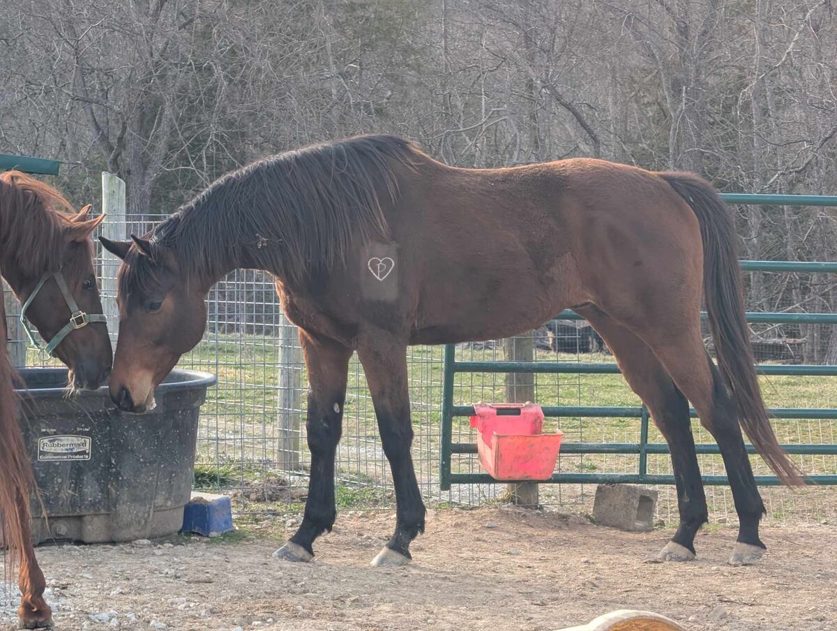 Sirus, 6yo Appendix Quarter Horse gelding, 15.0hh