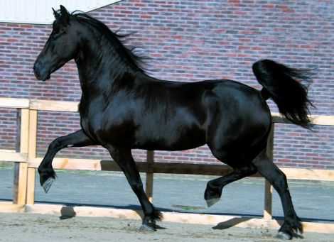 Una, 4yo Friesian Warmblood Cross mare, 16.1hh