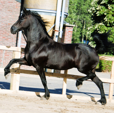 Una, 4yo Friesian Warmblood Cross mare, 16.1hh
