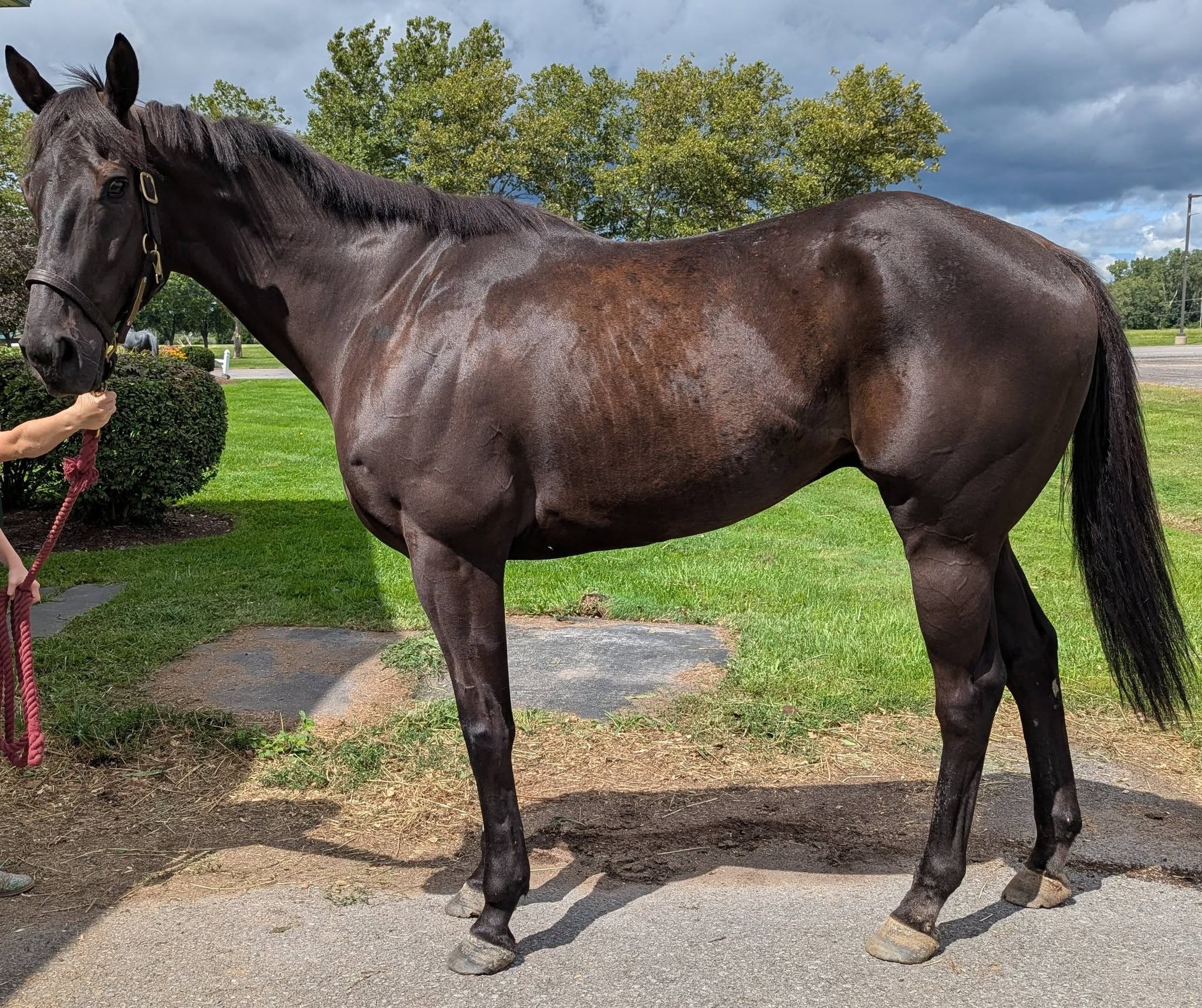 Interchanger, 6yo Thoroughbred gelding, 17hh