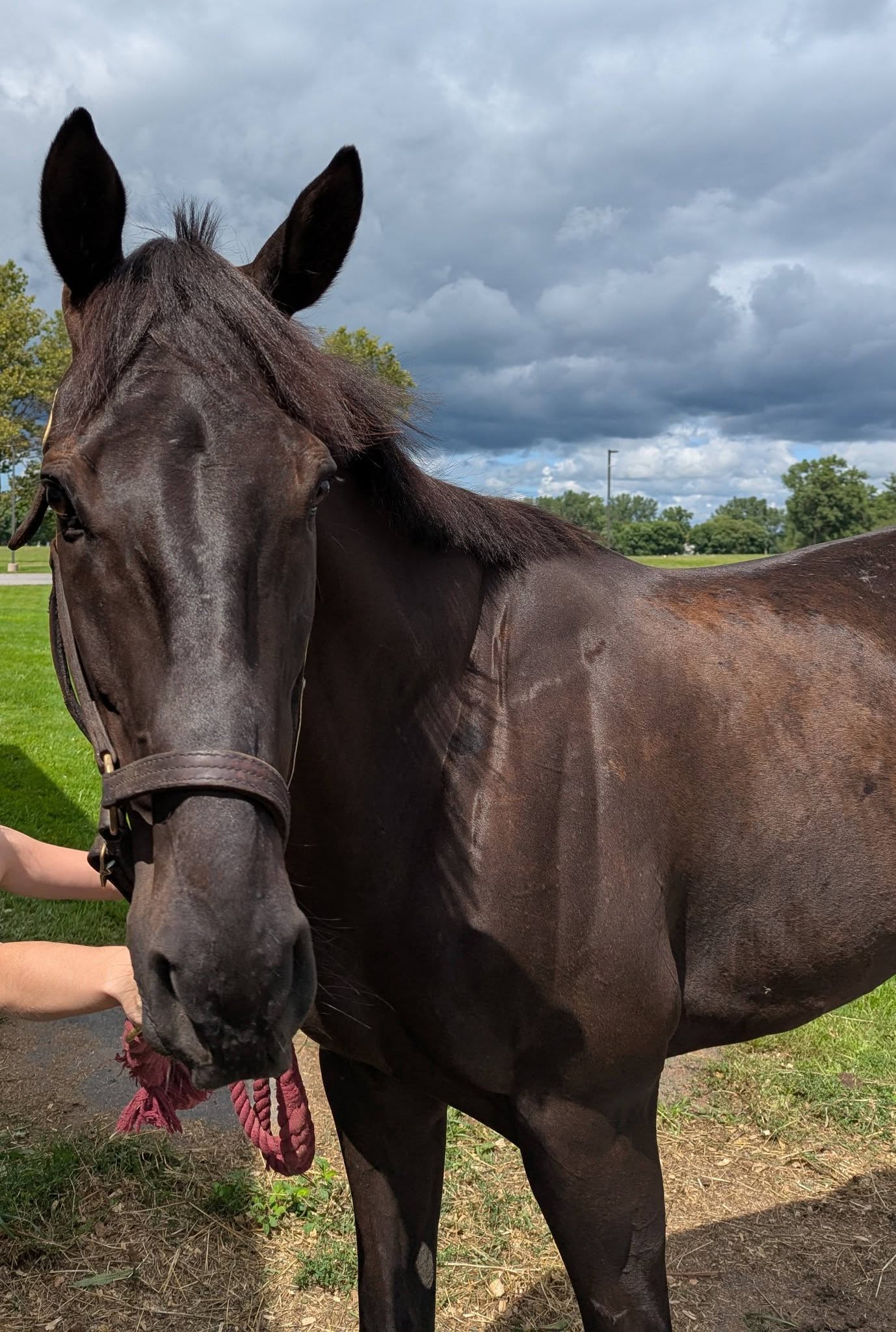 Interchanger, 6yo Thoroughbred gelding, 17hh
