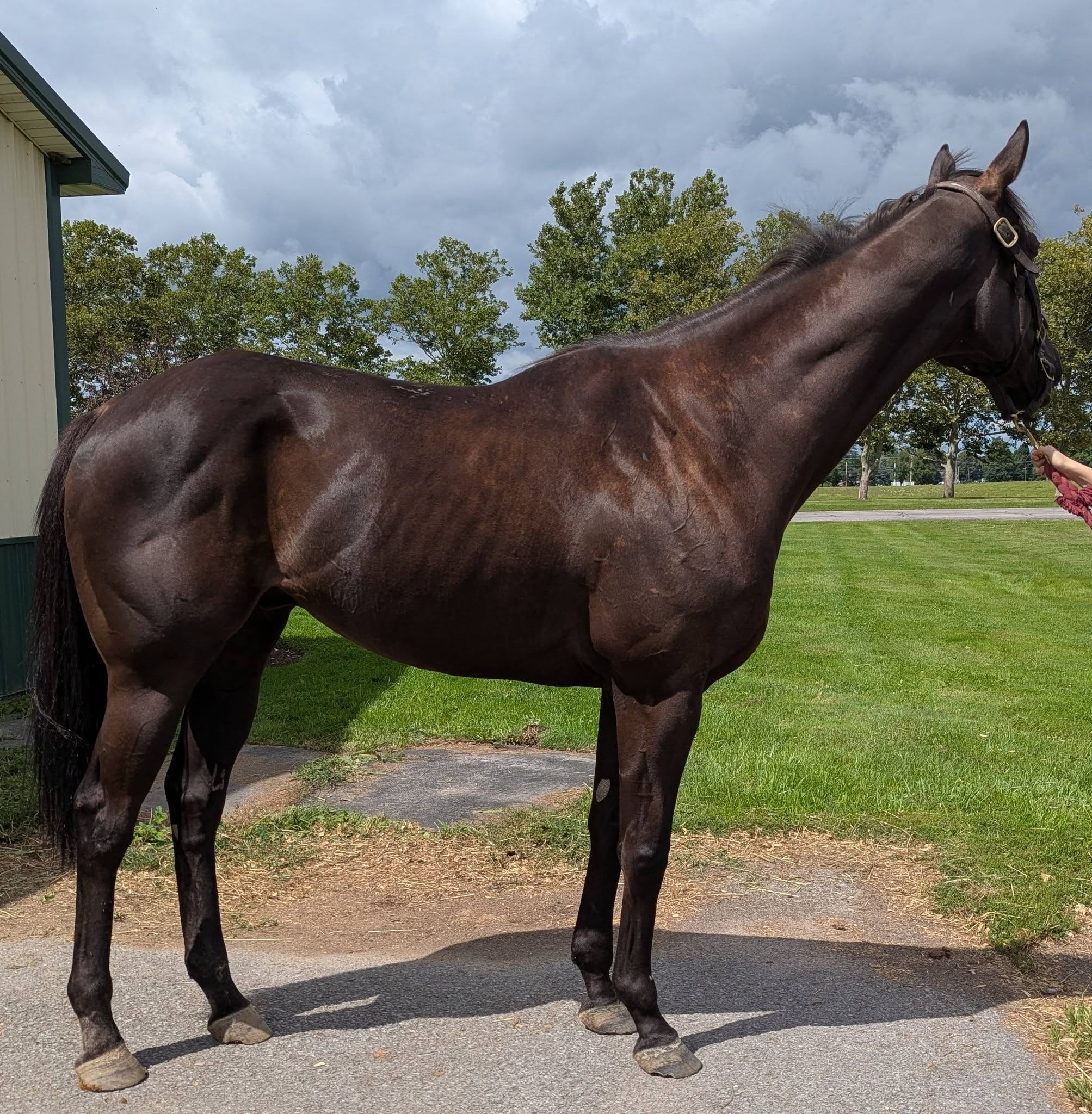 Interchanger, 6yo Thoroughbred gelding, 17hh