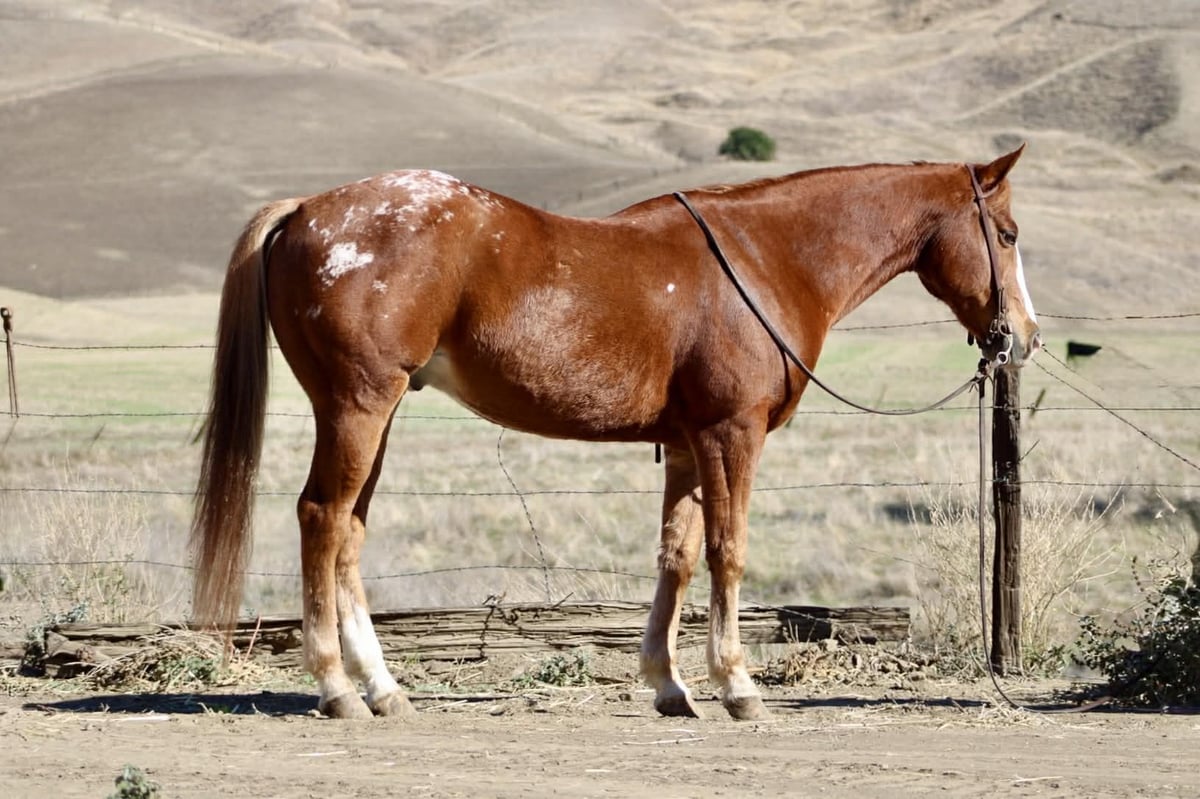 American Quarter Horse, 11yo American Quarter Horse gelding, 14.2hh