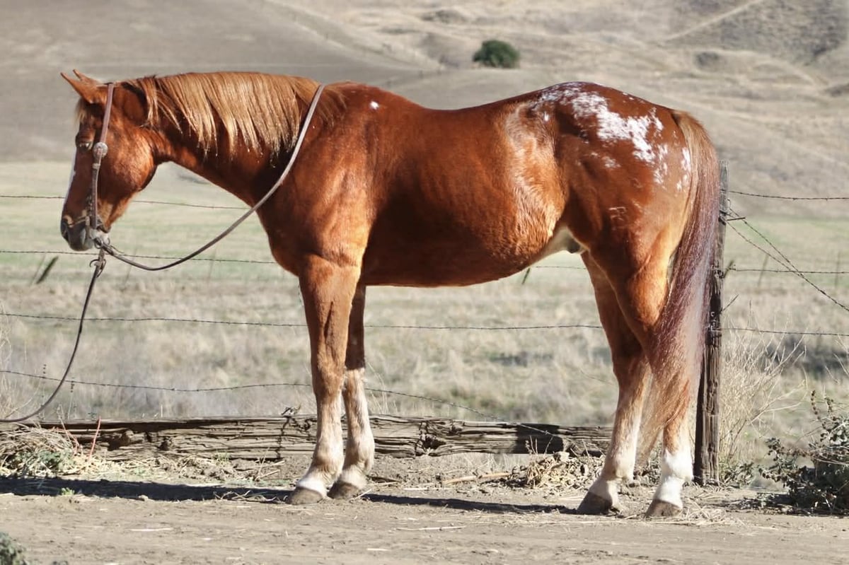 American Quarter Horse, 11yo American Quarter Horse gelding, 14.2hh