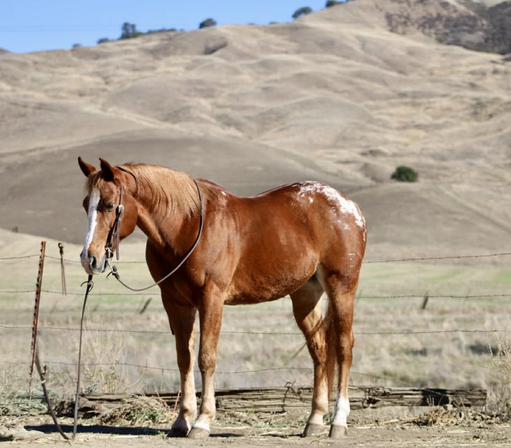 American Quarter Horse, 11yo American Quarter Horse gelding, 14.2hh