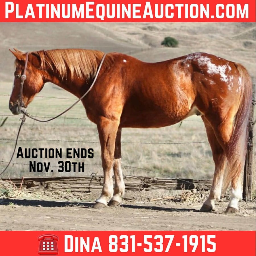 American Quarter Horse, 11yo American Quarter Horse gelding, 14.2hh