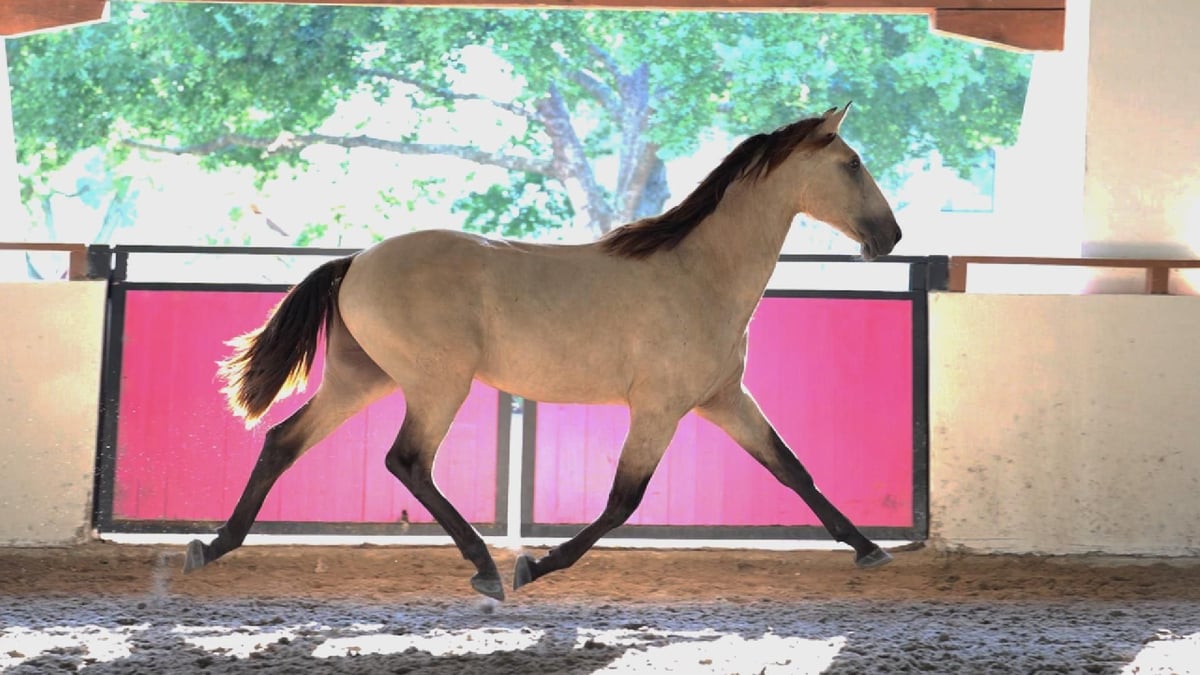 UTOPIA DC, 2yo Lusitano stallion