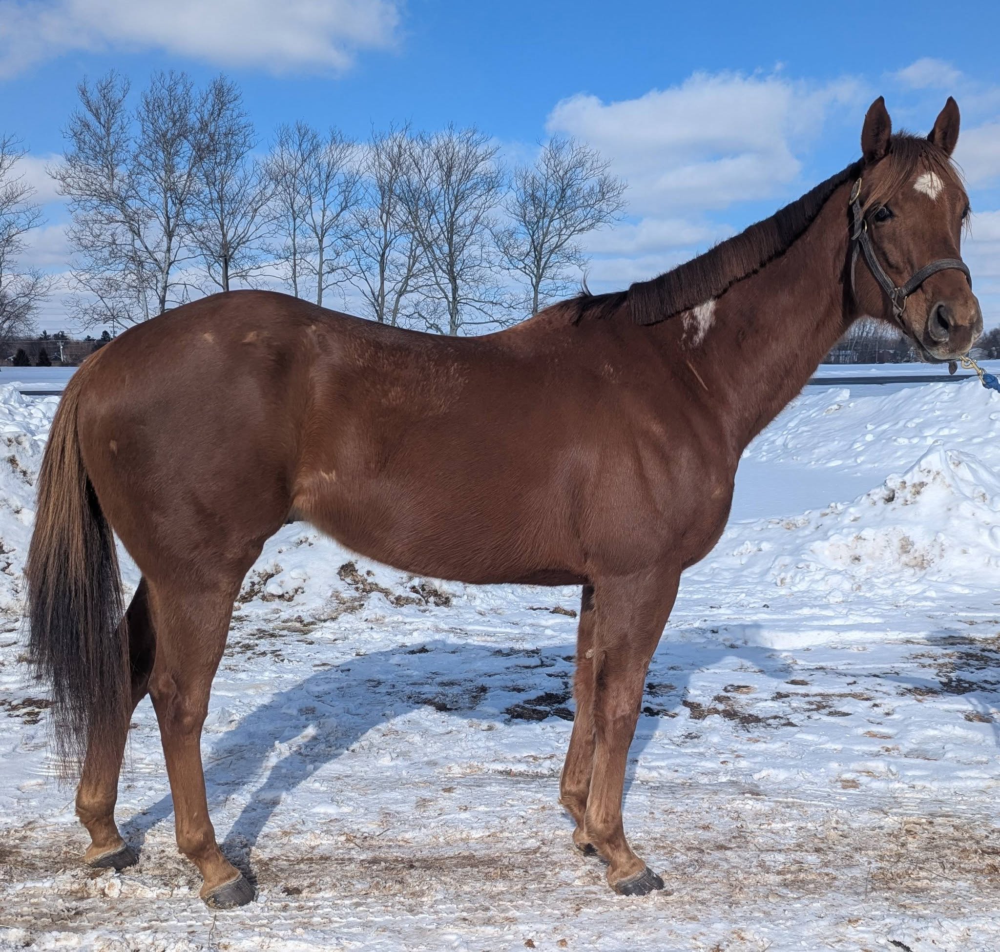 Bingood To Knowya, 6yo Thoroughbred gelding, 15.2hh
