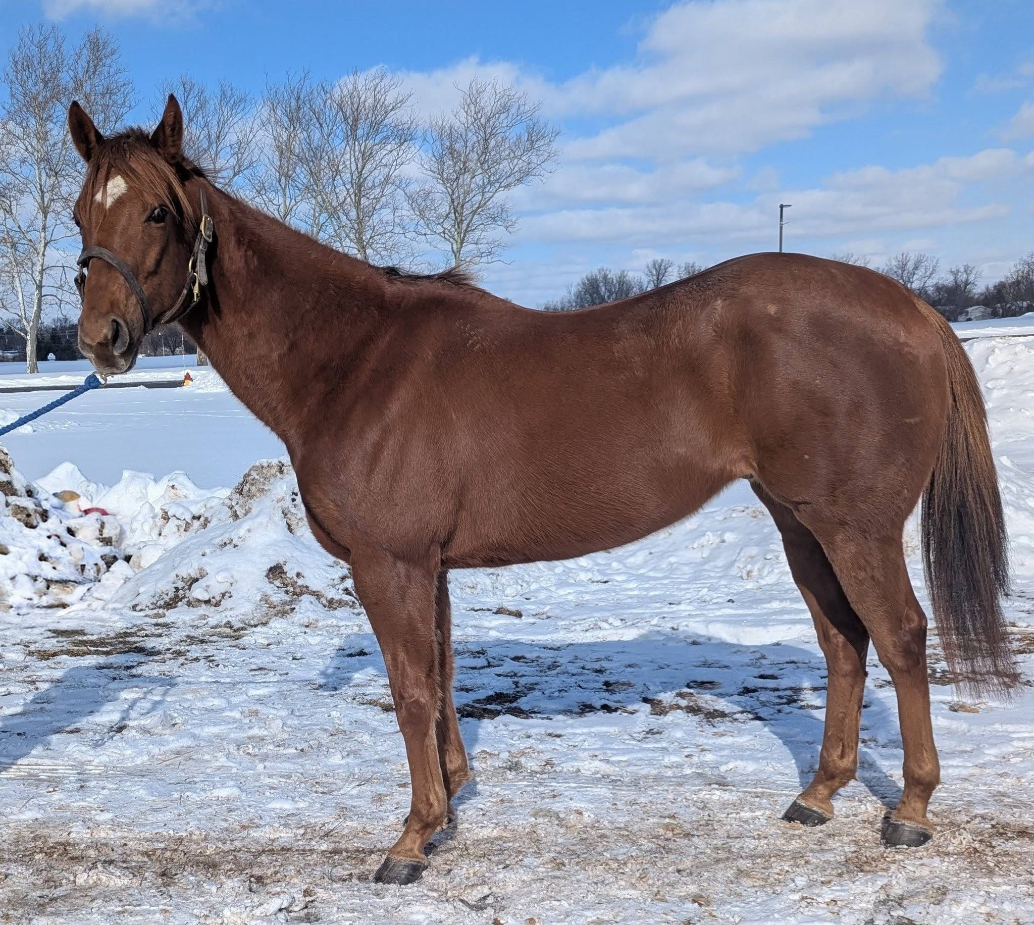 Bingood To Knowya, 6yo Thoroughbred gelding, 15.2hh