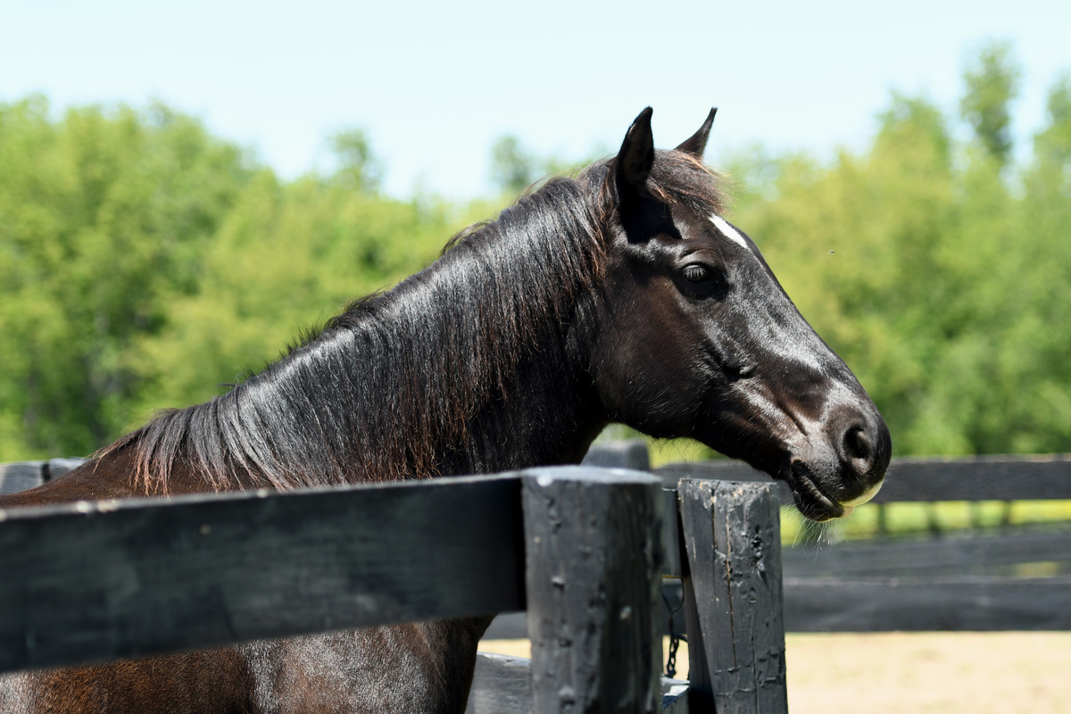 Coined Spirit (Carl), 15yo Tennessee Walking Horse gelding, 15.2hh