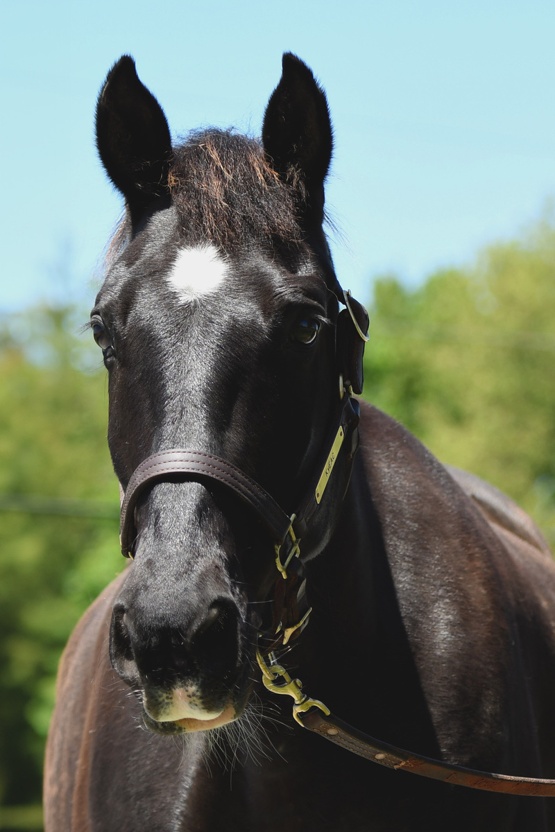 Coined Spirit (Carl), 15yo Tennessee Walking Horse gelding, 15.2hh