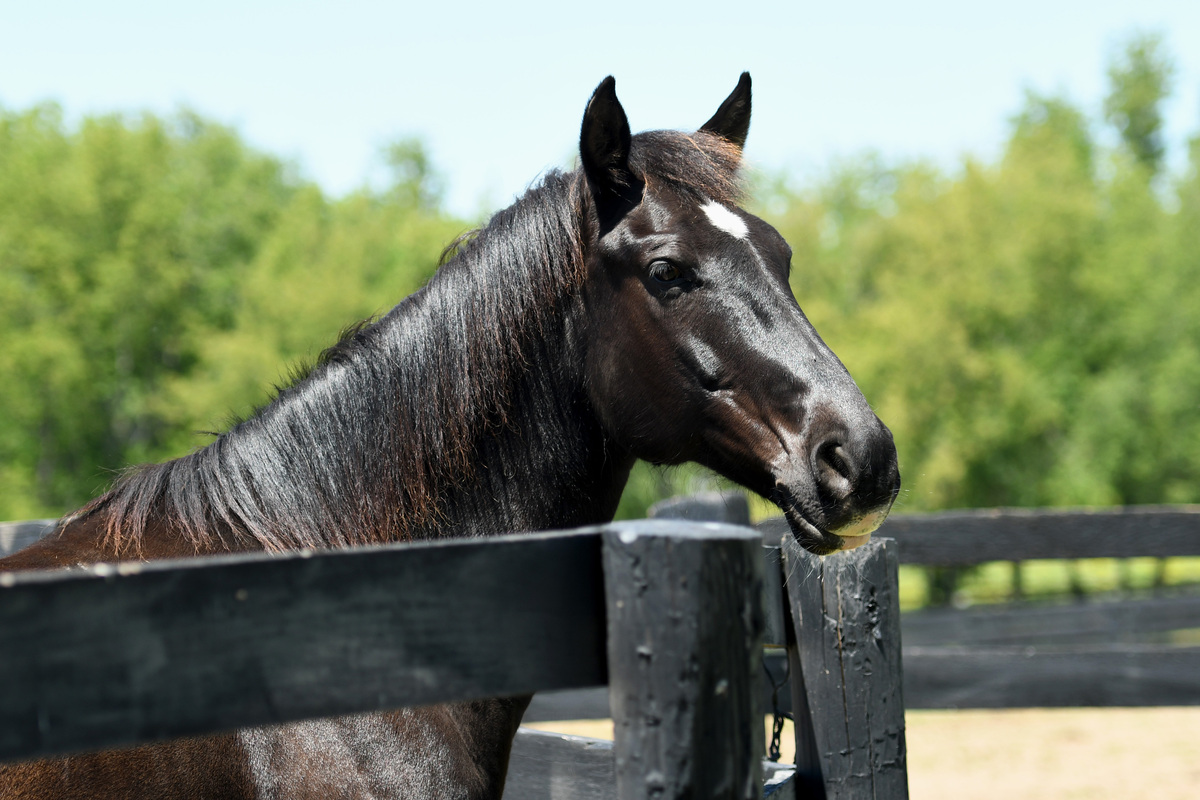 Coined Spirit (Carl), 15yo Tennessee Walking Horse gelding, 15.2hh