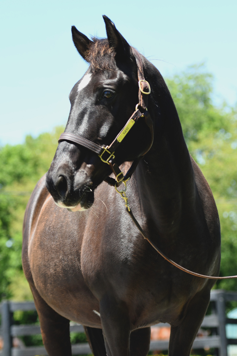 Coined Spirit (Carl), 15yo Tennessee Walking Horse gelding, 15.2hh