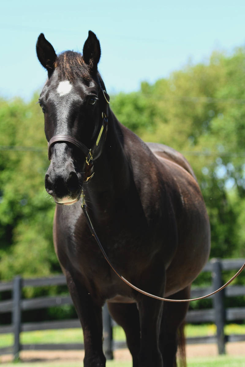 Coined Spirit (Carl), 15yo Tennessee Walking Horse gelding, 15.2hh