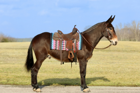 Leroy, 10yo Mule gelding, 15.3hh
