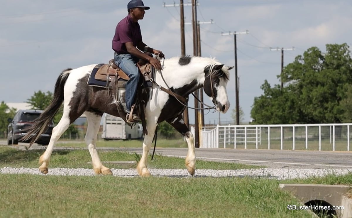 American Paint Horse, 8yo American Paint Horse gelding, 14.1hh
