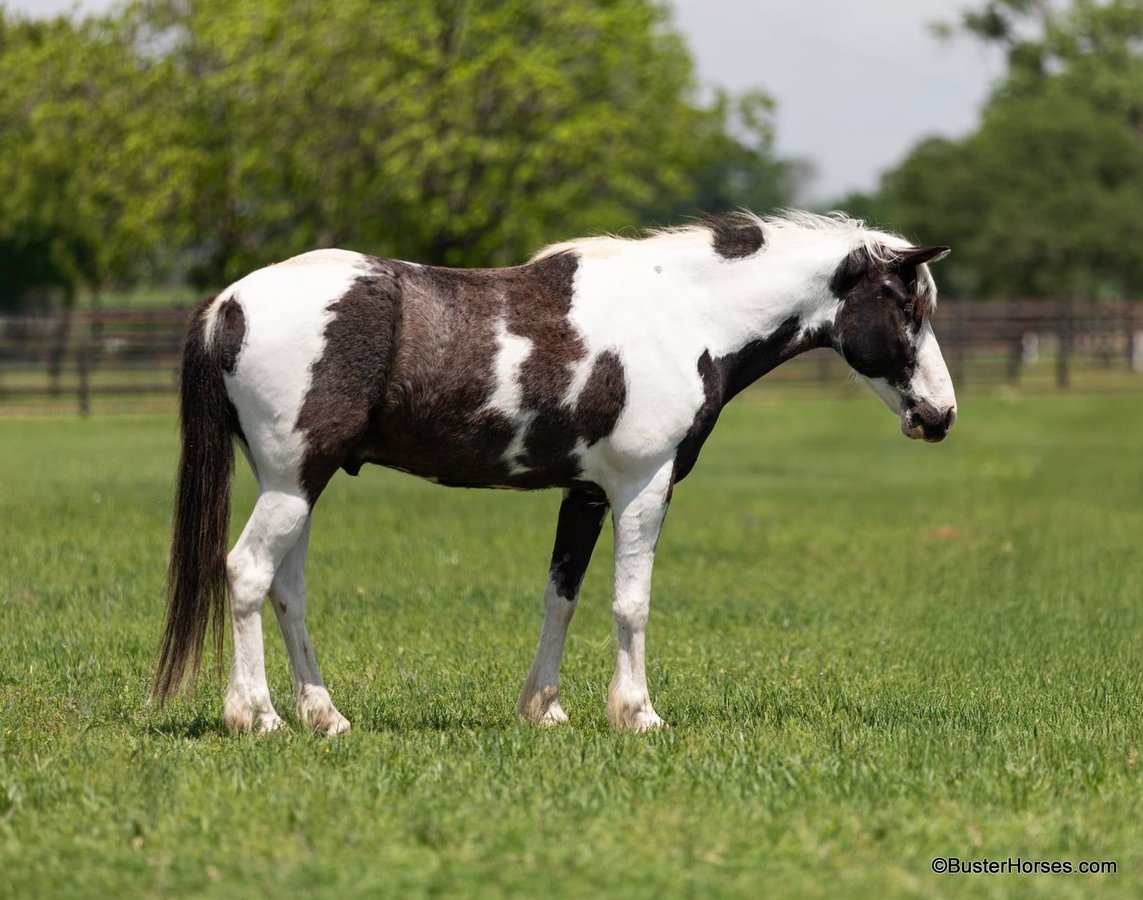 American Paint Horse, 8yo American Paint Horse gelding, 14.1hh