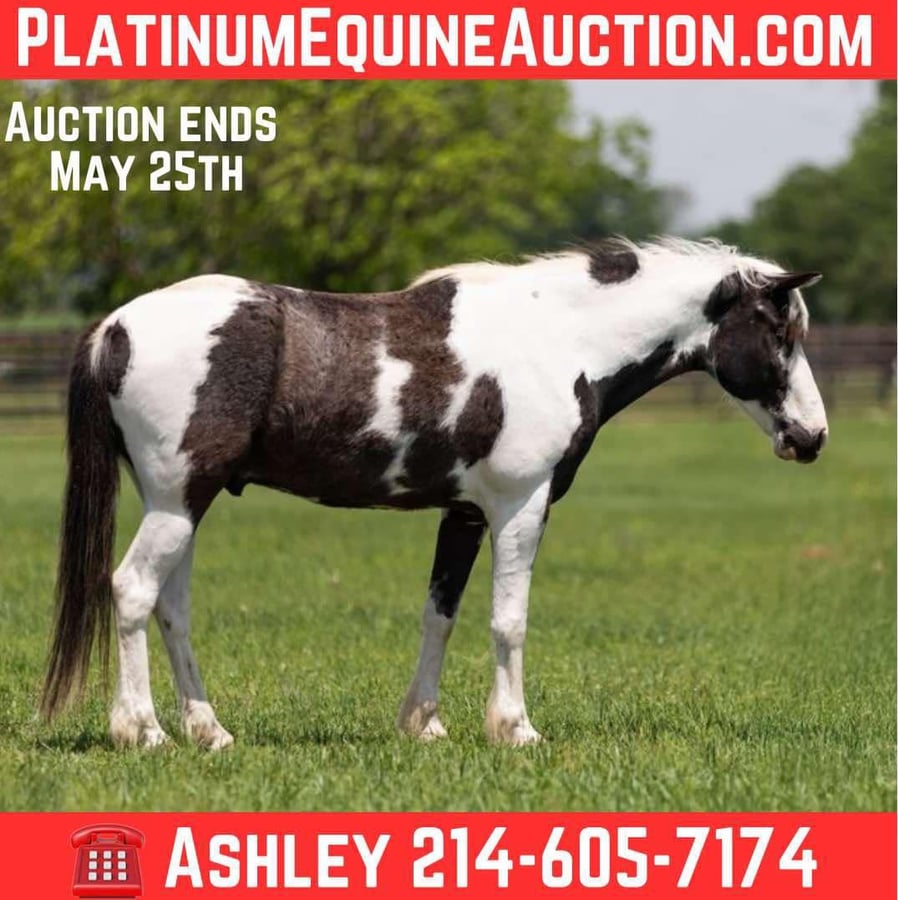 American Paint Horse, 8yo American Paint Horse gelding, 14.1hh