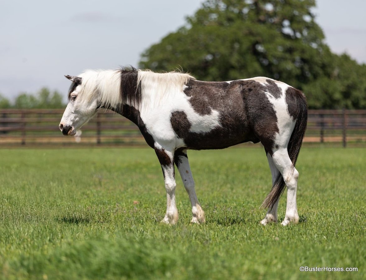 American Paint Horse, 8yo American Paint Horse gelding, 14.1hh