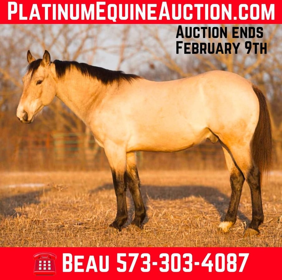 American Quarter Horse, 7yo American Quarter Horse gelding, 14.1hh