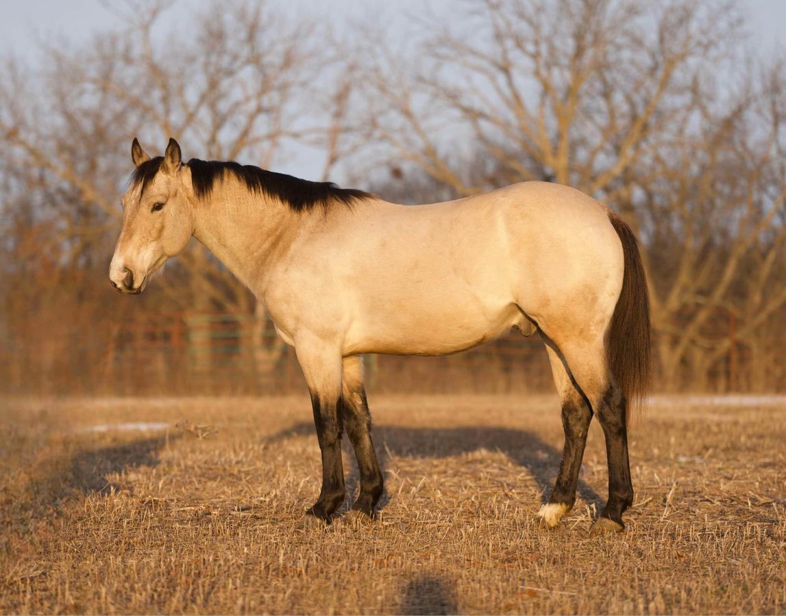 American Quarter Horse, 7yo American Quarter Horse gelding, 14.1hh