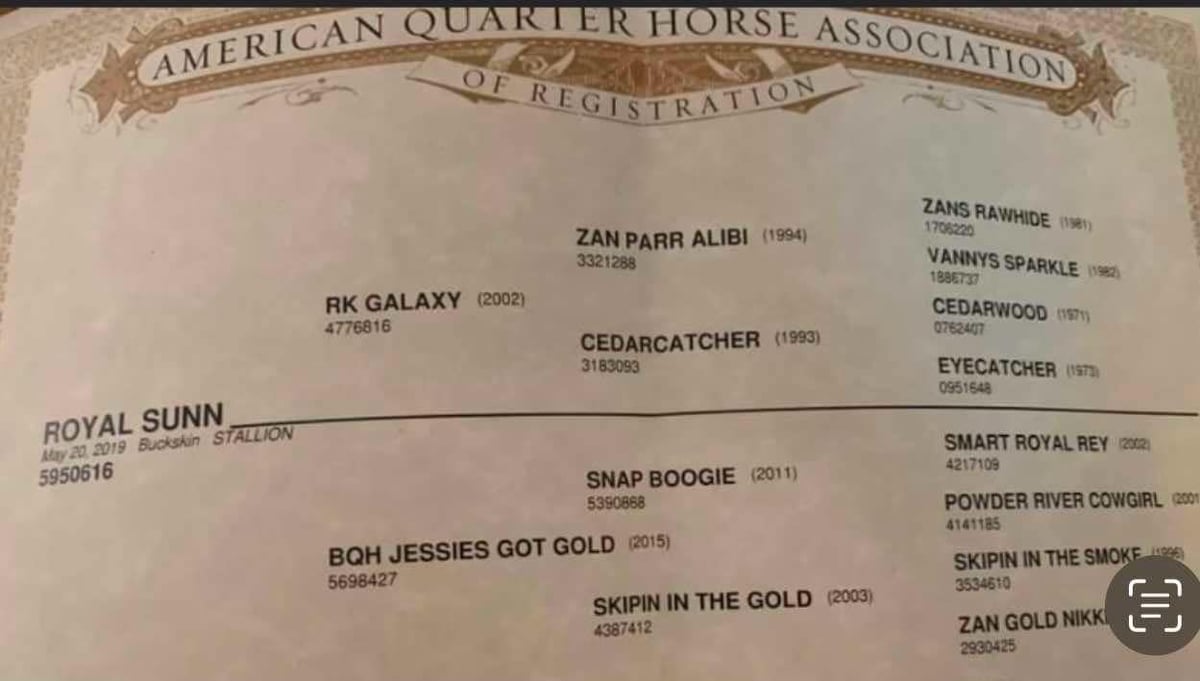 American Quarter Horse, 7yo American Quarter Horse gelding, 14.1hh