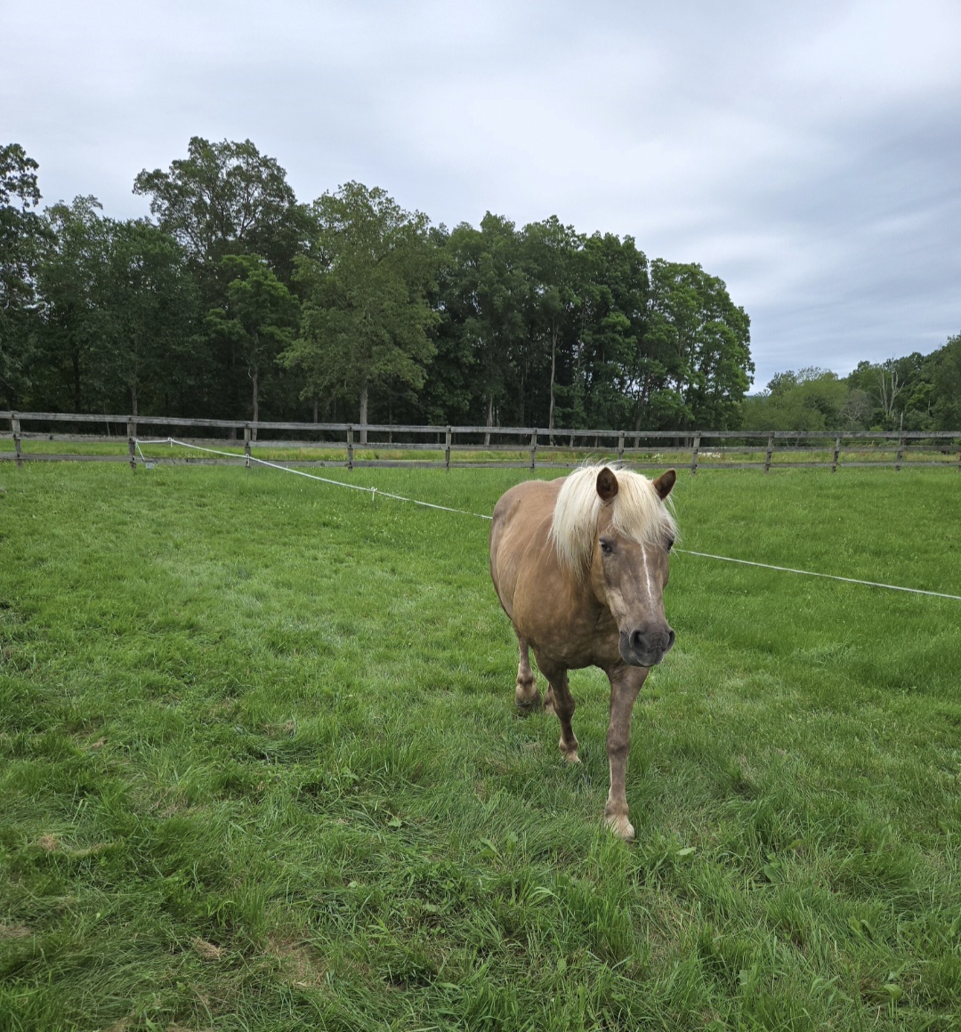 Halflinger Pony Rides And Drives, 13yo Haflinger gelding, 14.1hh
