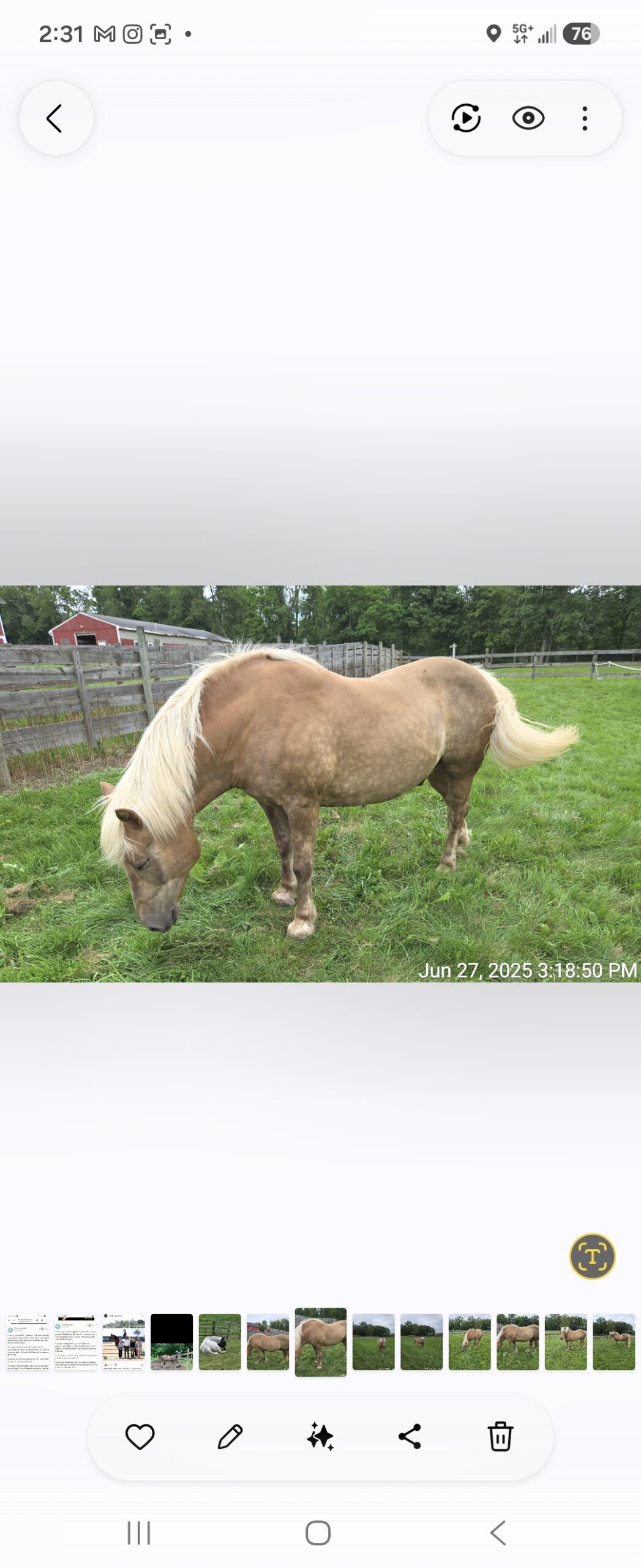 Halflinger Pony Rides And Drives, 13yo Haflinger gelding, 14.1hh